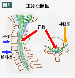 正常な頚椎