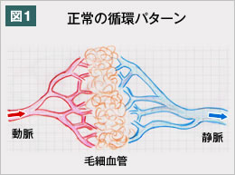 図1　正常の循環パターン